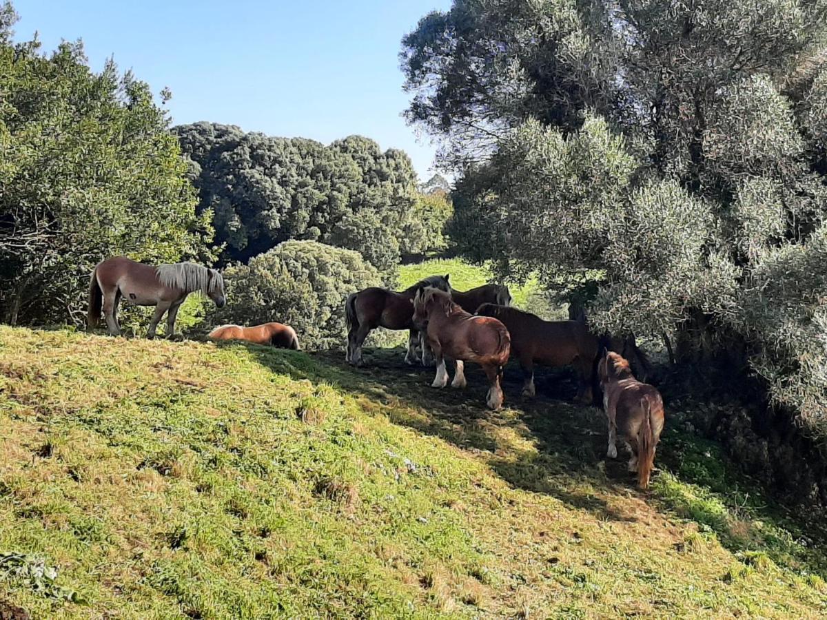 El Canton De Poo, Agradable Casa Adosada A 800M De La Playa Vv-2256-As Llanes Εξωτερικό φωτογραφία